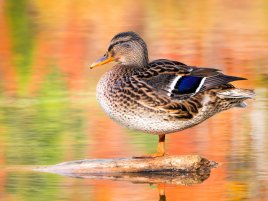 TSMC příští rok 2nm výrobu v USA nespustí, jde o kachnu