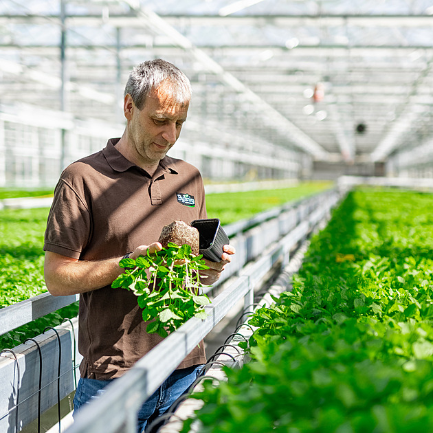 Největší výzva je petržel. Moravský pěstitel chrání bylinky pomocí hmyzu