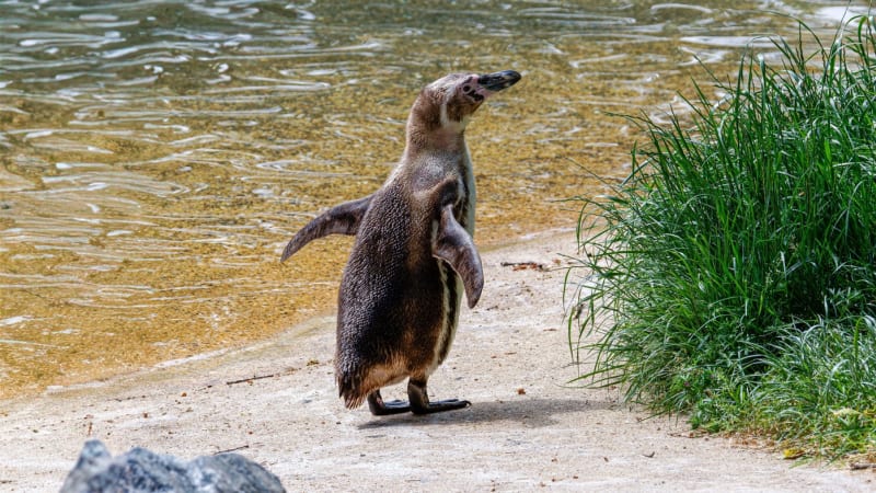 Radostná zpráva z pražské zoo: Vylíhl se malý tučňák, jeho peří má specifické zbarvení