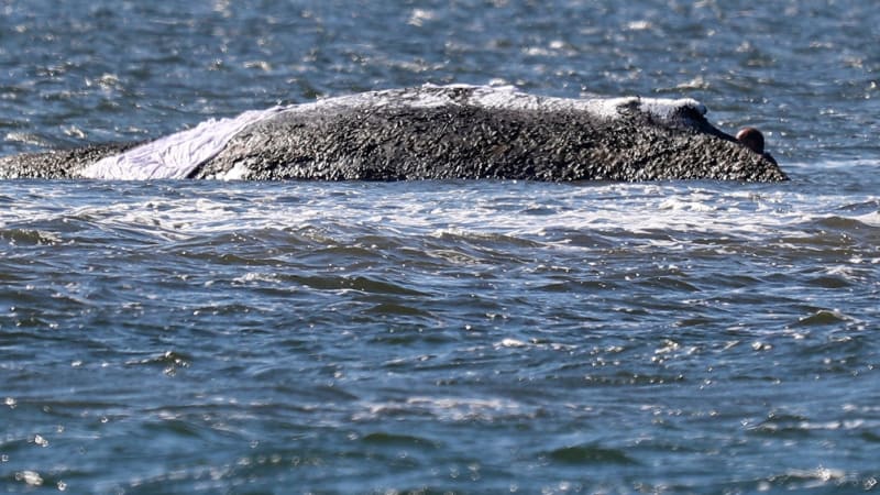 Záchrana Timmyho: Příběh velryby zaujal i Babiše, novému plánu svědčí stoupající hladina vody