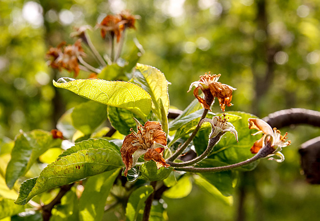 Meteorologové ukázali, kde v noci v Česku mrzlo. Škody budou za stovky milionů
